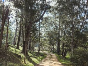 CAMINHOS DAS ÁRVORES