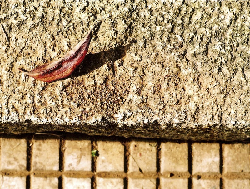 A FOLHA E A CALÇADA