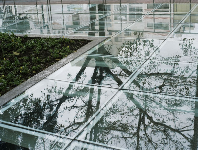 REFLEXO, TERRA E ÁRVORE