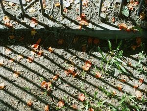 SOMBRAS E FLORES