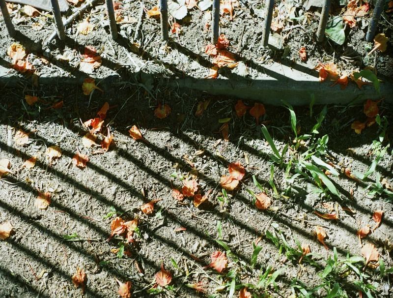 SOMBRAS E FLORES