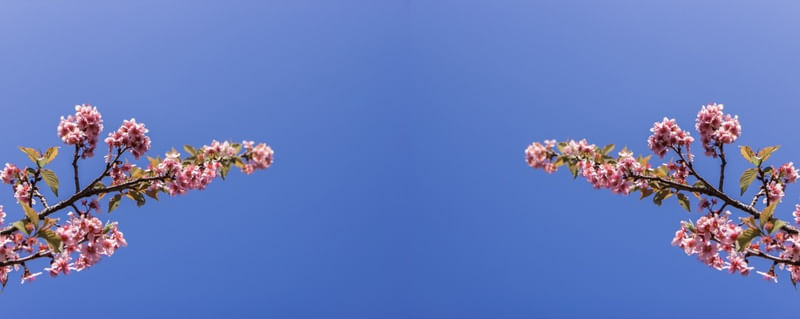 SAKURA - CEREJEIRAS - 01 II [---]