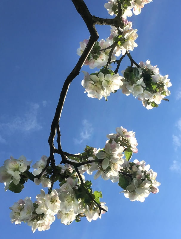 ALMENDRO EM FLOR