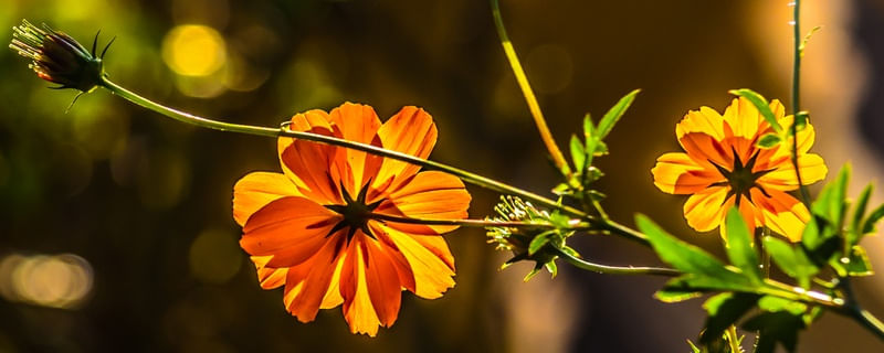 FLORES AMARELAS 1