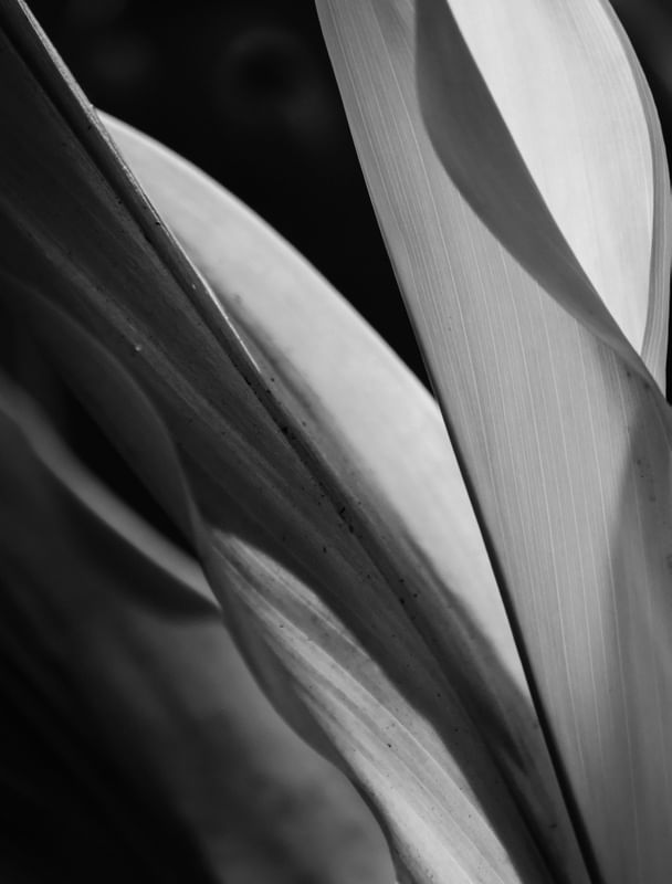 DETALHE P
