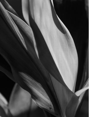 DETALHES P