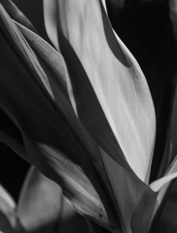 DETALHES P