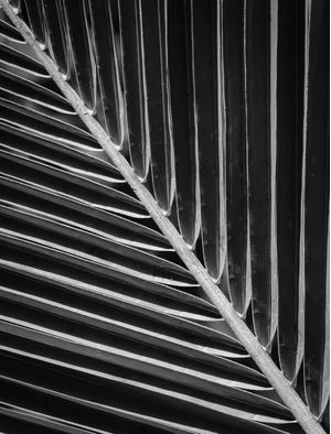 FOLHAS DIAGONAIS