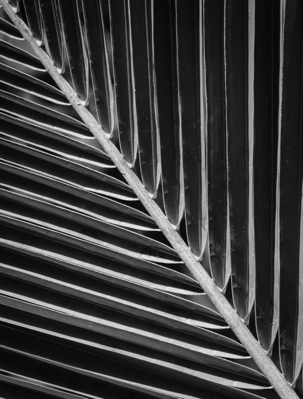 FOLHAS DIAGONAIS