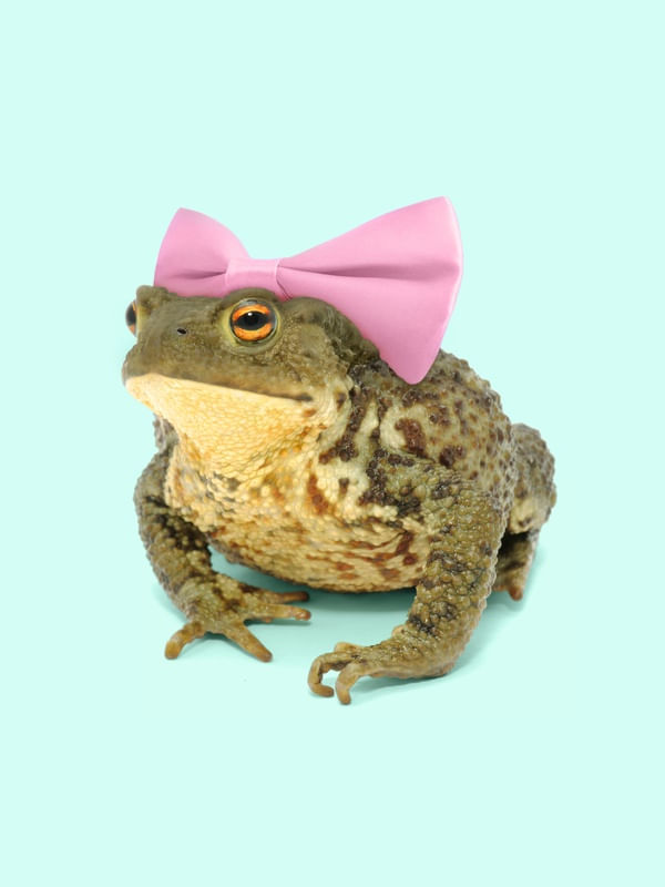 BOWTIE FROG