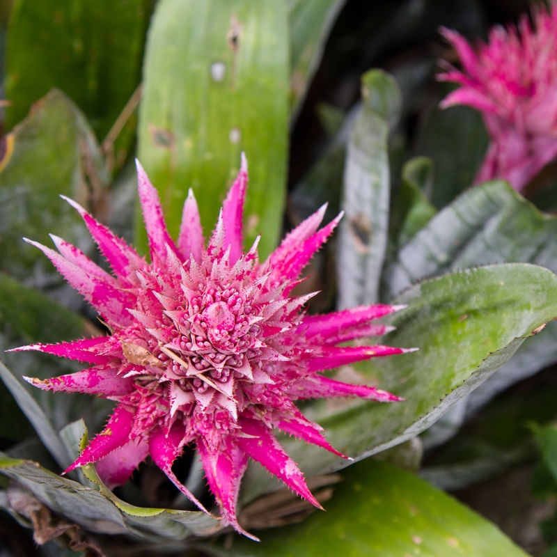 FLOR BROMÉLIA