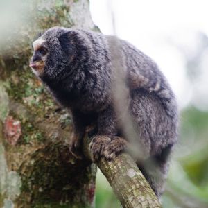 PRIMATA OBSERVADOR