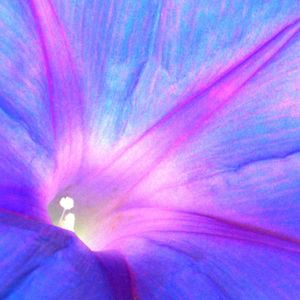 FLOR 556