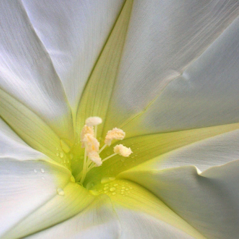 FLOR 557