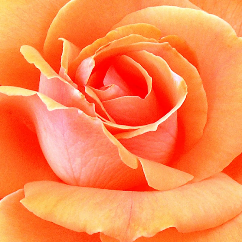 FLOR 558