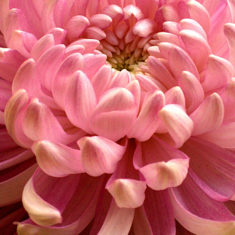 FLOR 559