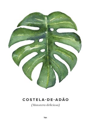 COSTELA-DE-ADÃO - POR SEJA