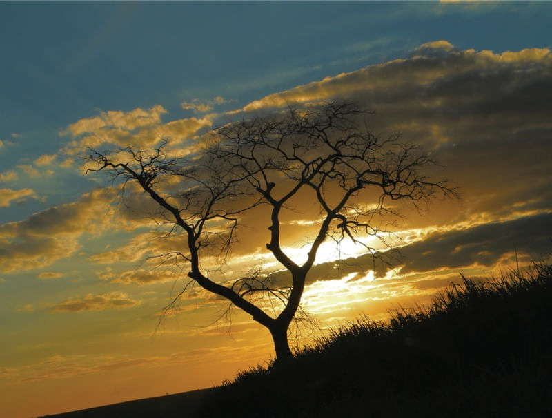 POR DO SOL ÁRVORE
