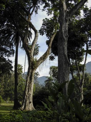 JARDIM BOTÂNICO RIO 2