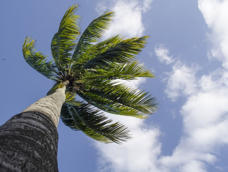 SKY BLUE AND COCONUT