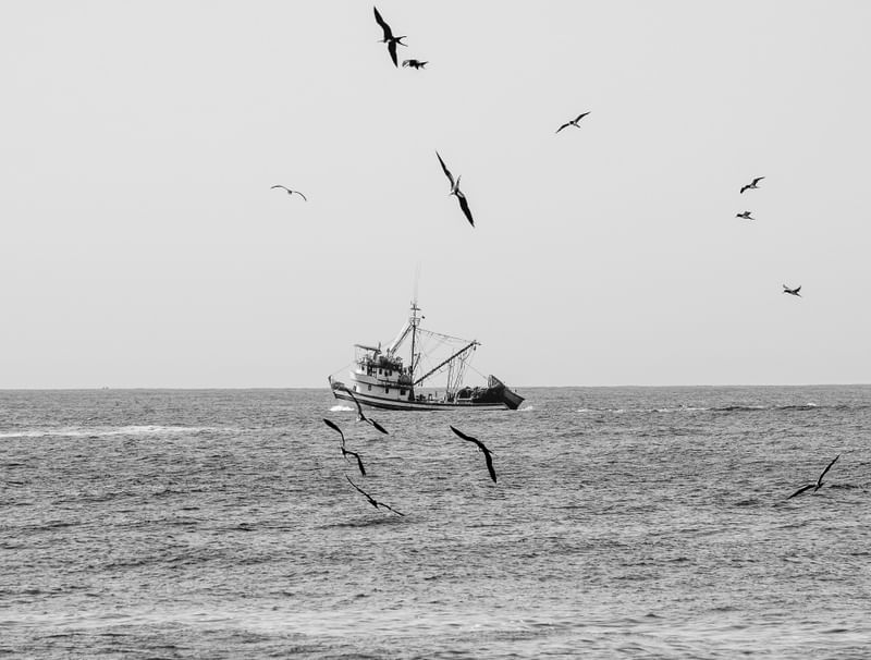 VIDA NO MAR