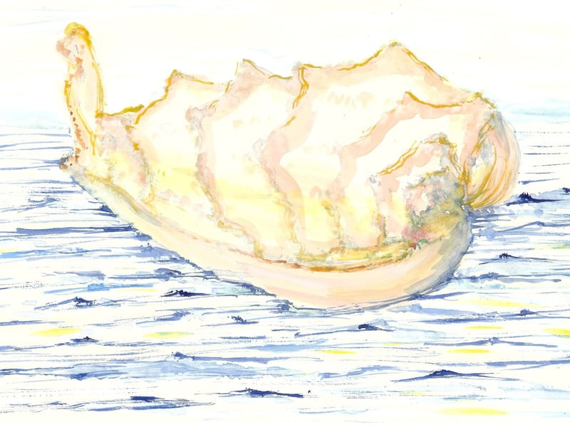 CONCHA DO MAR