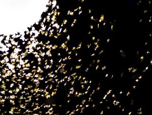 MOSQUITOS DANÇANDO NA LUZ