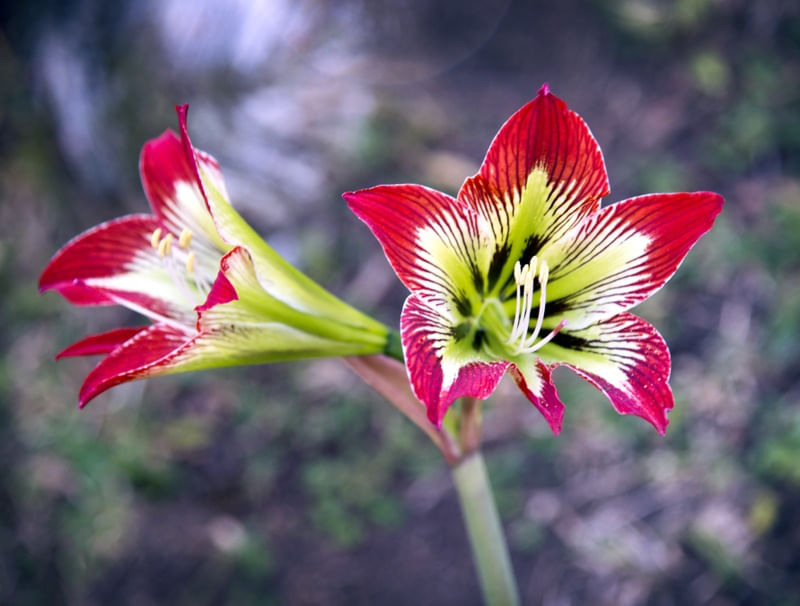 AMARYLLIS
