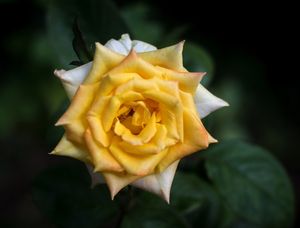 ROSA BRANCA E AMARELA