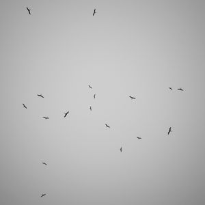 BIRDS? MC 2