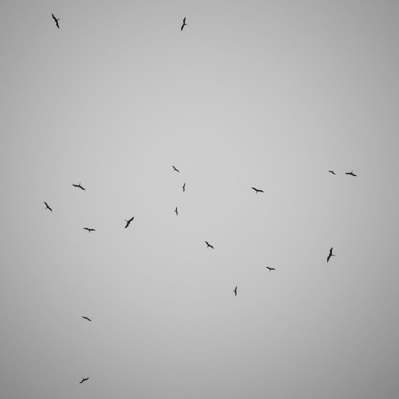 BIRDS? MC 2