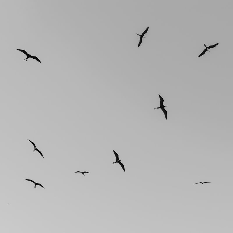 BIRDS? 3 MC