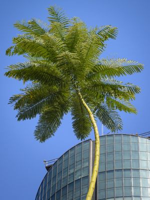 SÃO PAULO STREET 2
