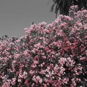 PINK UP