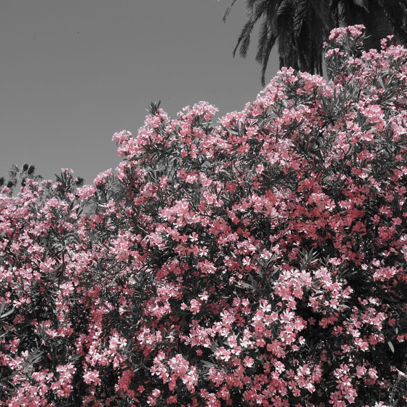 PINK UP