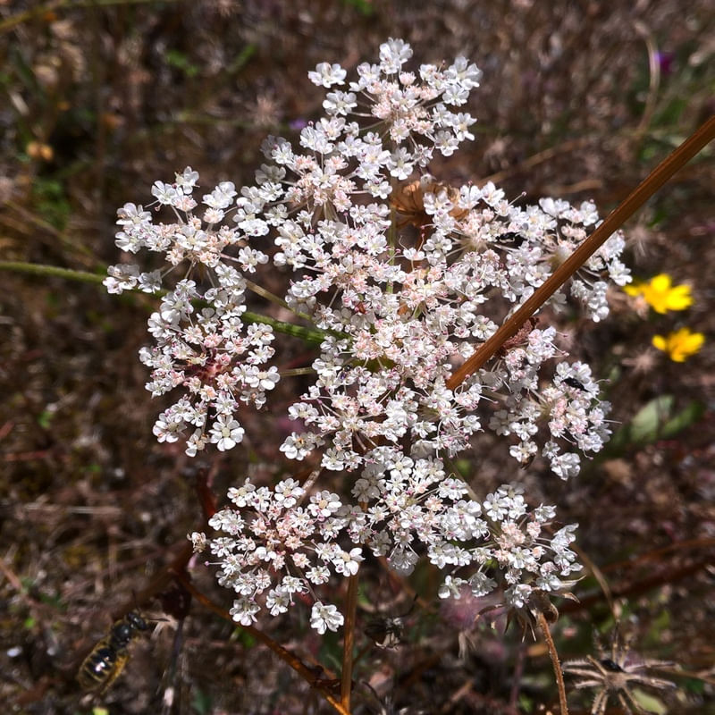 FLORES EM LUGAR NENHUM