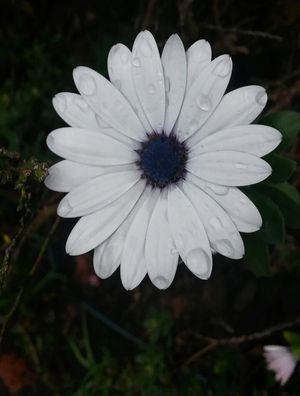 GOTAS DE FLOR