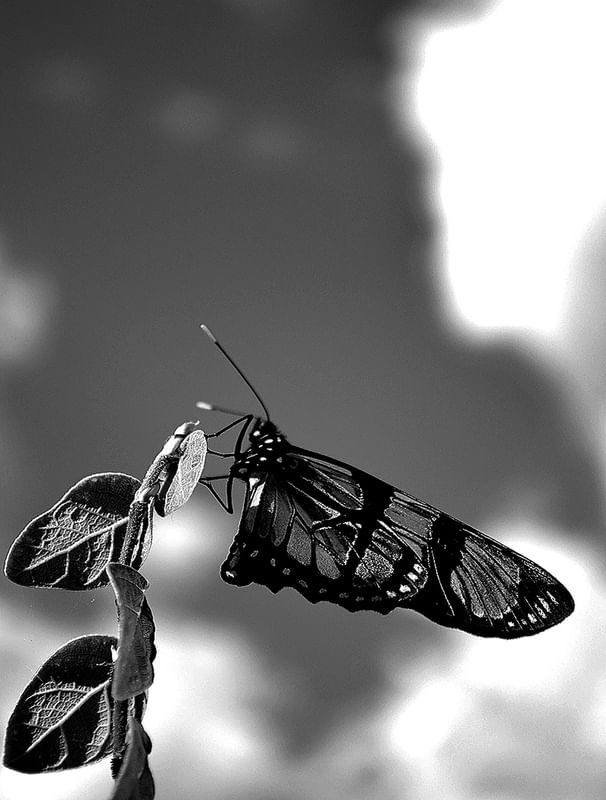 BUTTER FLY