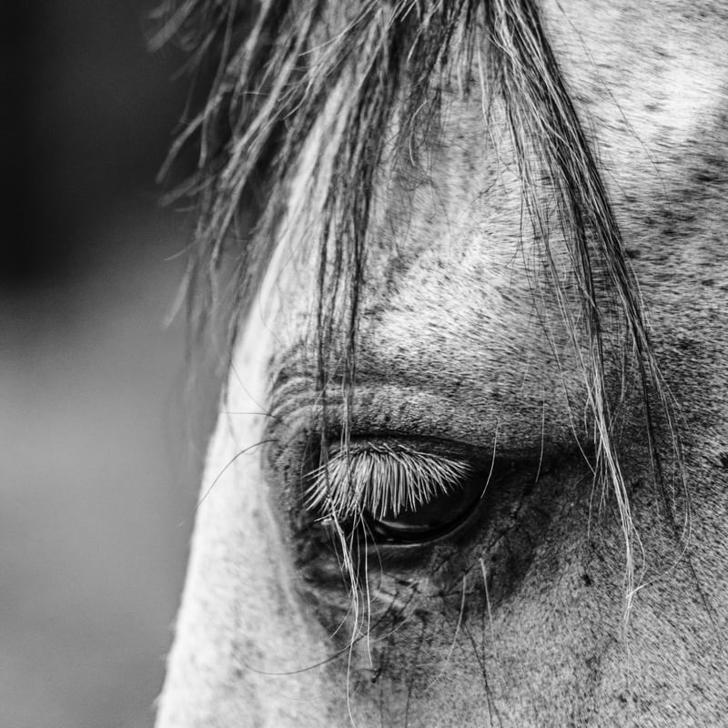 CAVALO 3