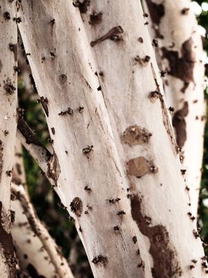 JABUTICABEIRA