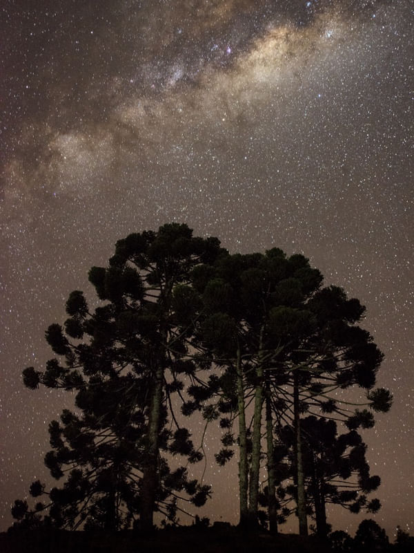 ARAULACTEA 1