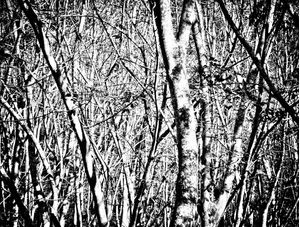 TEXTURA 01 DUAYER