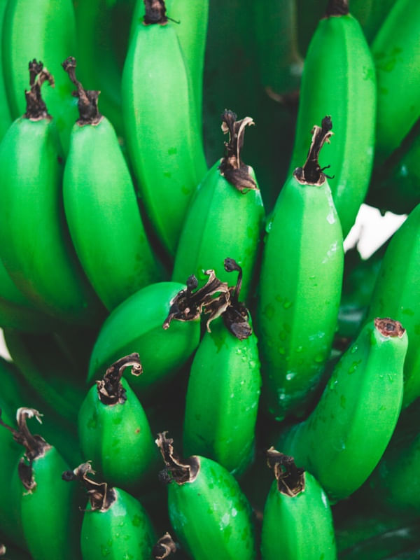 FRUTO DO BRASIL