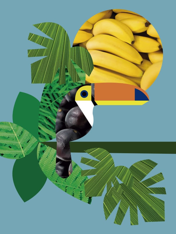 JABUTICABA TUCANO