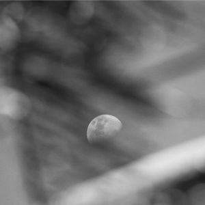 LUA POR TRAS DAS FOLHAS