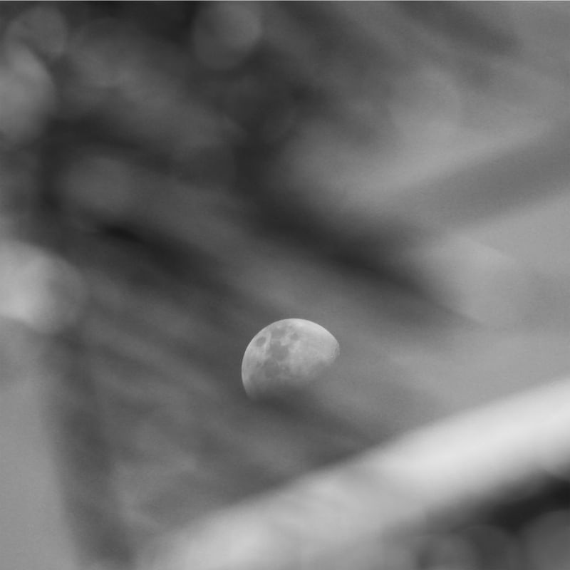 LUA POR TRAS DAS FOLHAS
