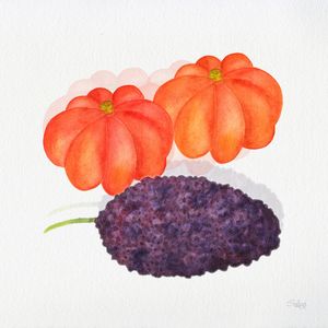 AMORAPITANGA