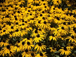 FLORES EM TORONTO