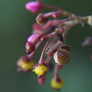 BOTÃO DE FLOR MACRO