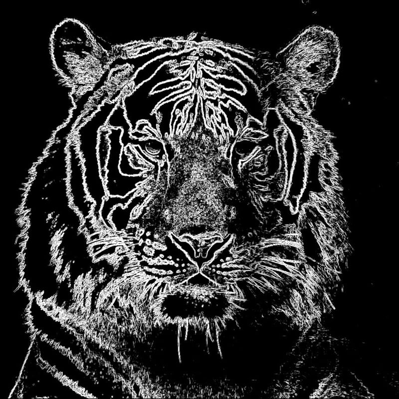 TIGRE EM CONTORNOS